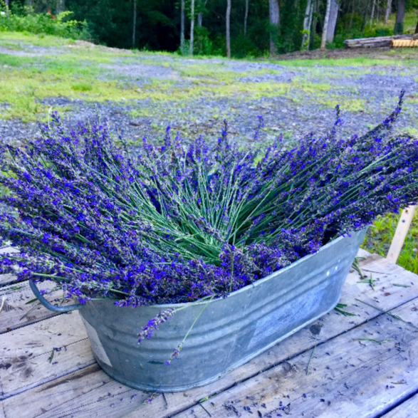 lavender plant gift basket Lavender Sachet Gift Basket