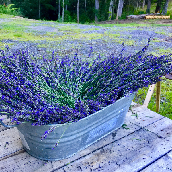 sachet lavender plant Lavender Sachet, and Bundles